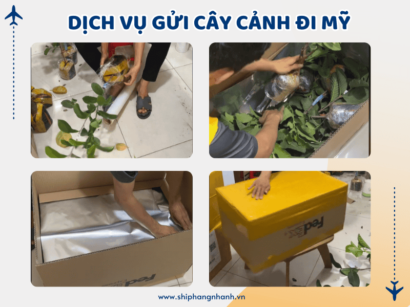 dich vu gui cay canh qua my 1