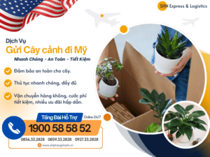 dich vu gui cay canh qua my
