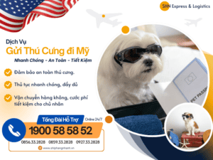 gui thu cung cho meo di my