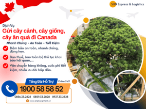 gui cay canh cay giong cay an qua di canada
