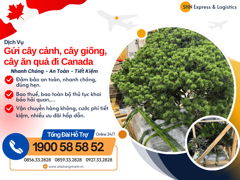 gui cay canh cay giong cay an qua di canada