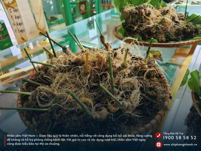 nhan sam viet nam tinh hoa duoc lieu quy gia