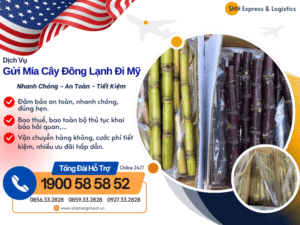 gui mia cay cap dong di my